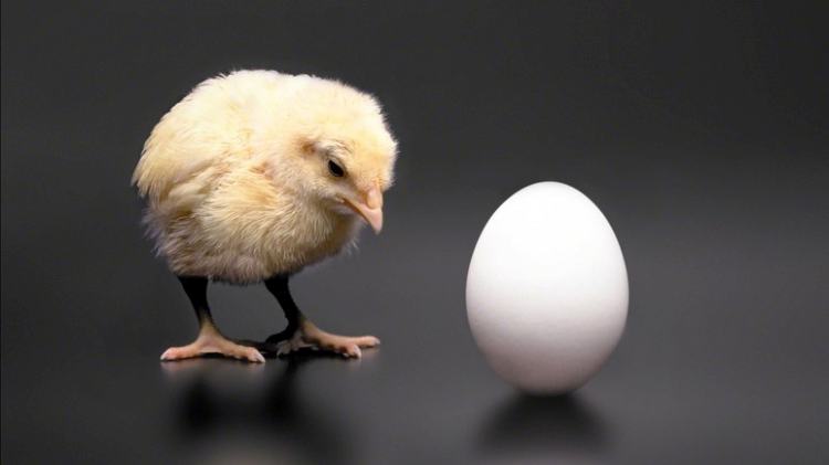 Chicken and egg